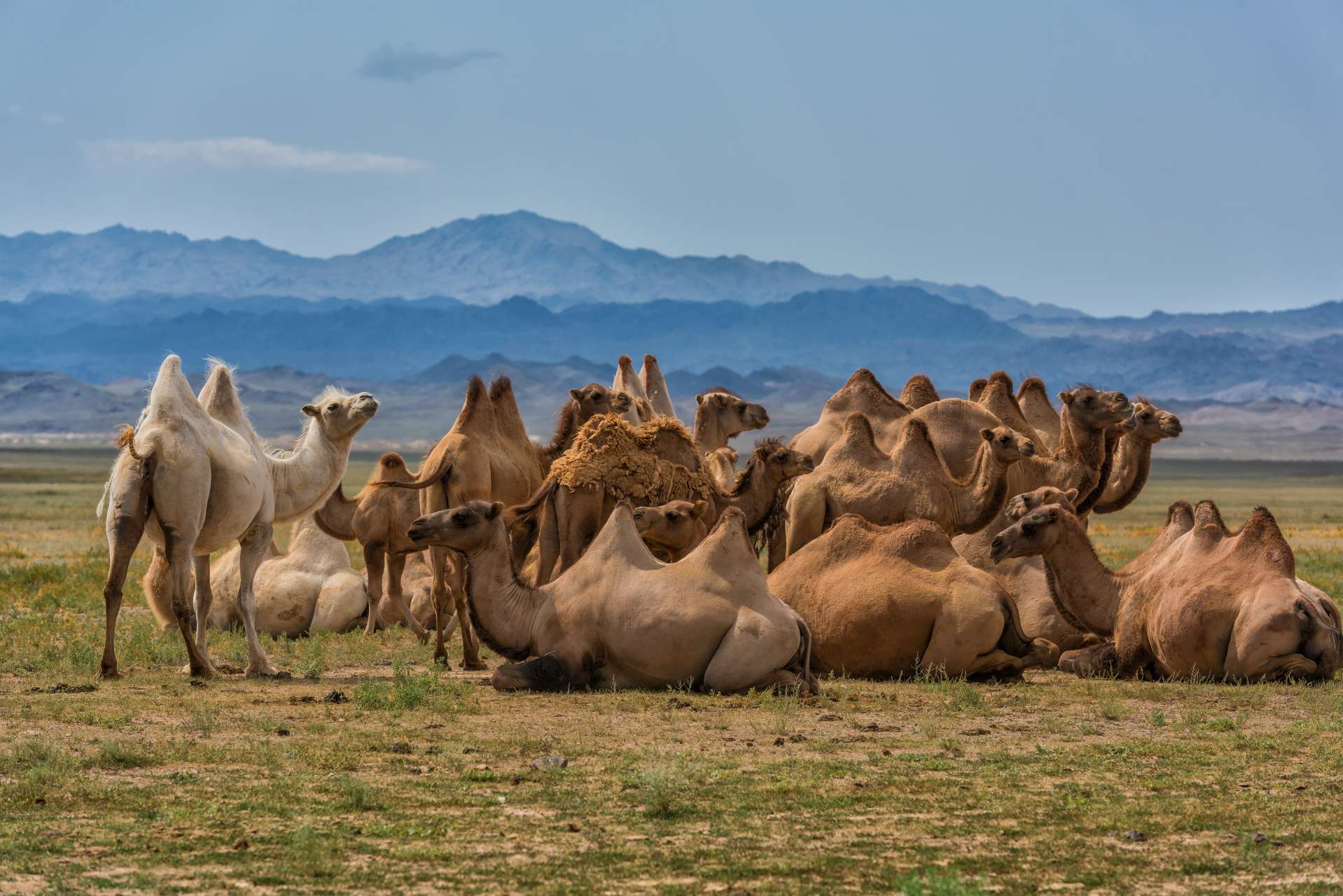 camel farm kazakhstan